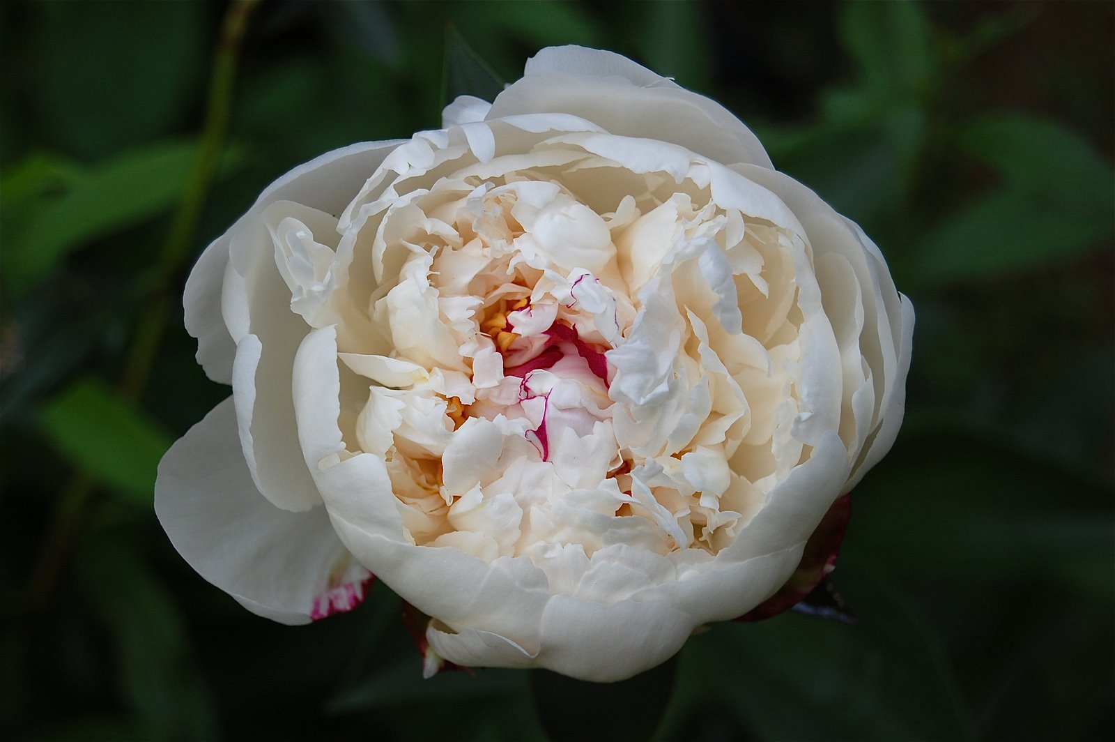 [DSC_1577.JPG]