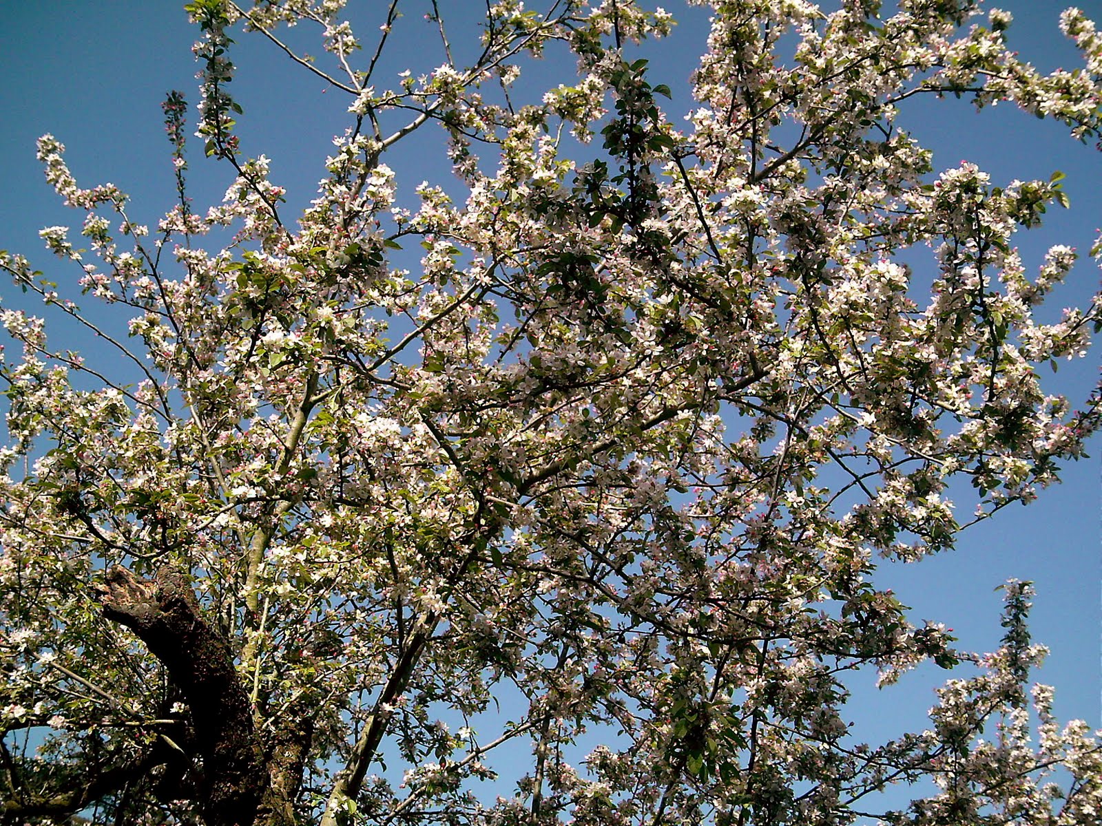Flowering Branches The Botanical Gardens