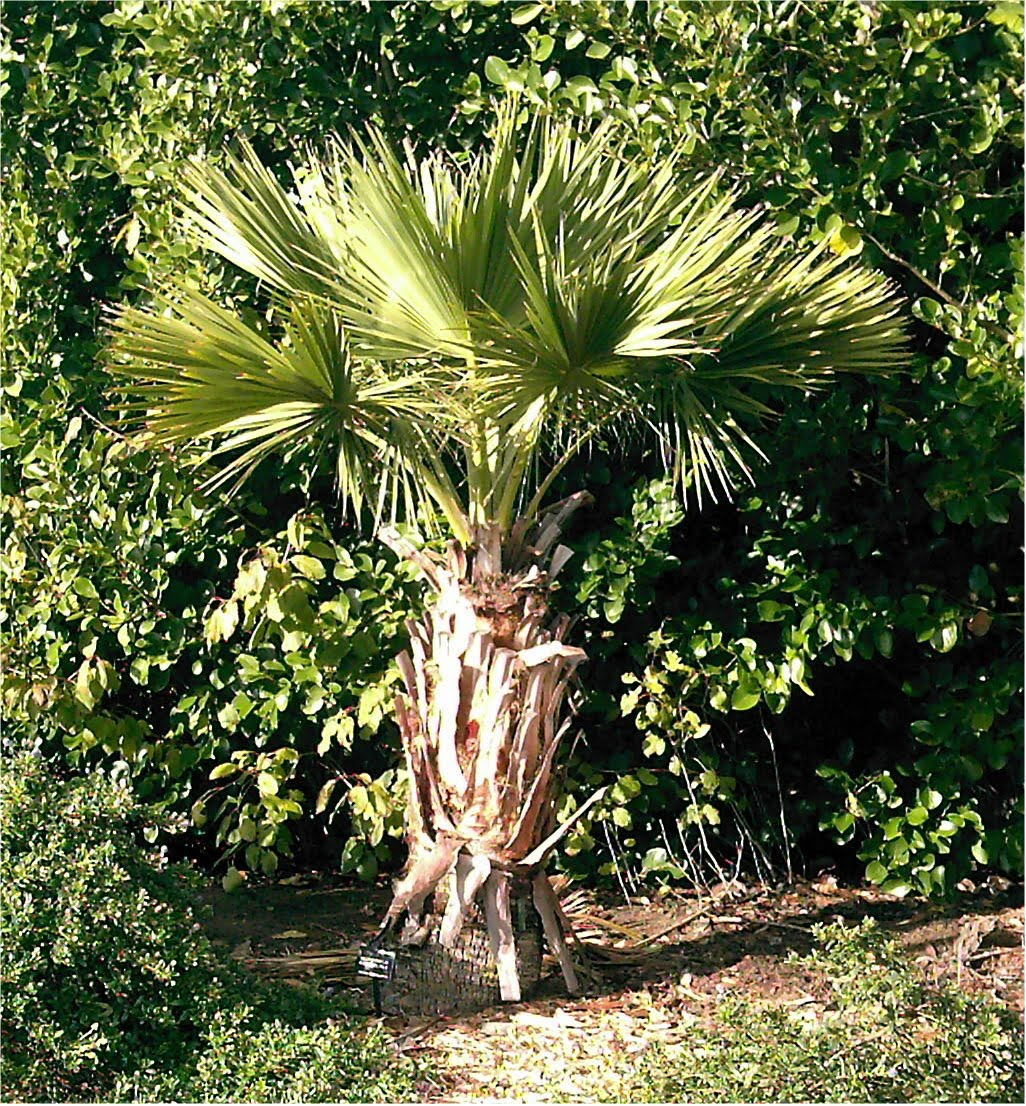 [TreeBotanicalGar.JPG]