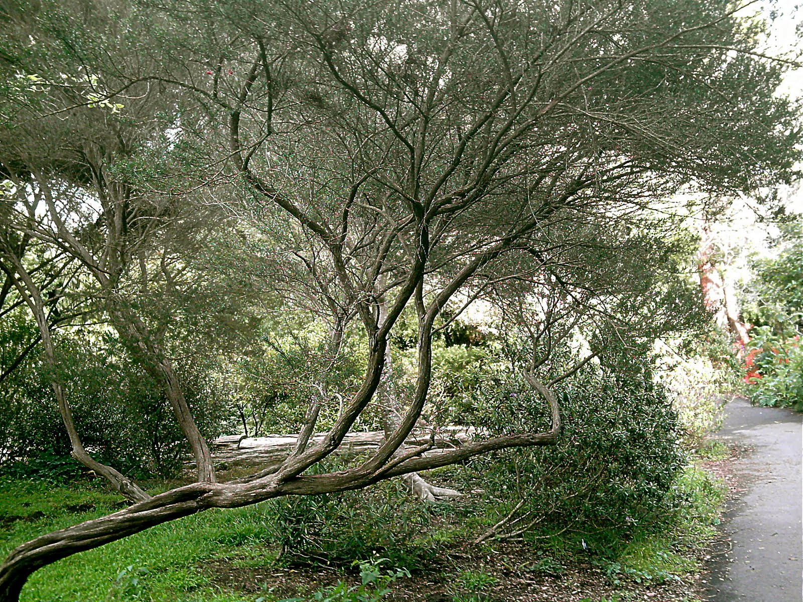 [BareTree.JPG]