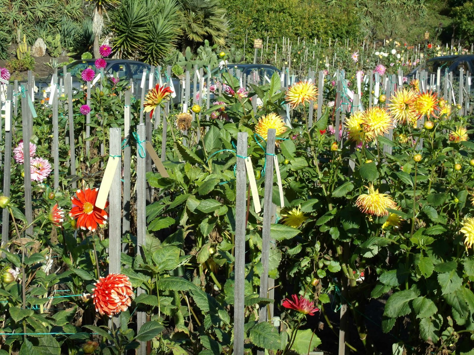 dahlia garden