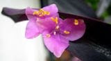 Tradescantia purpurea o Amor de Hombre