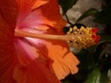 Hibisco- Flor del beso
