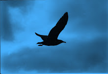 A gull flies by in Baja.