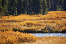 Yellowstone