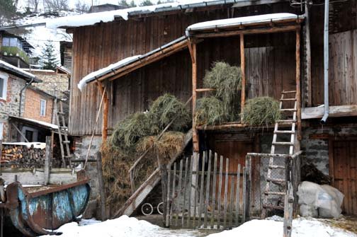 [BG+cat+in+hay.jpg]