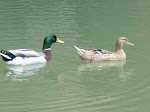 Dos Patos