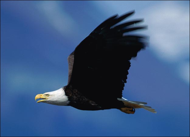 Cool Eagle Wallpaper