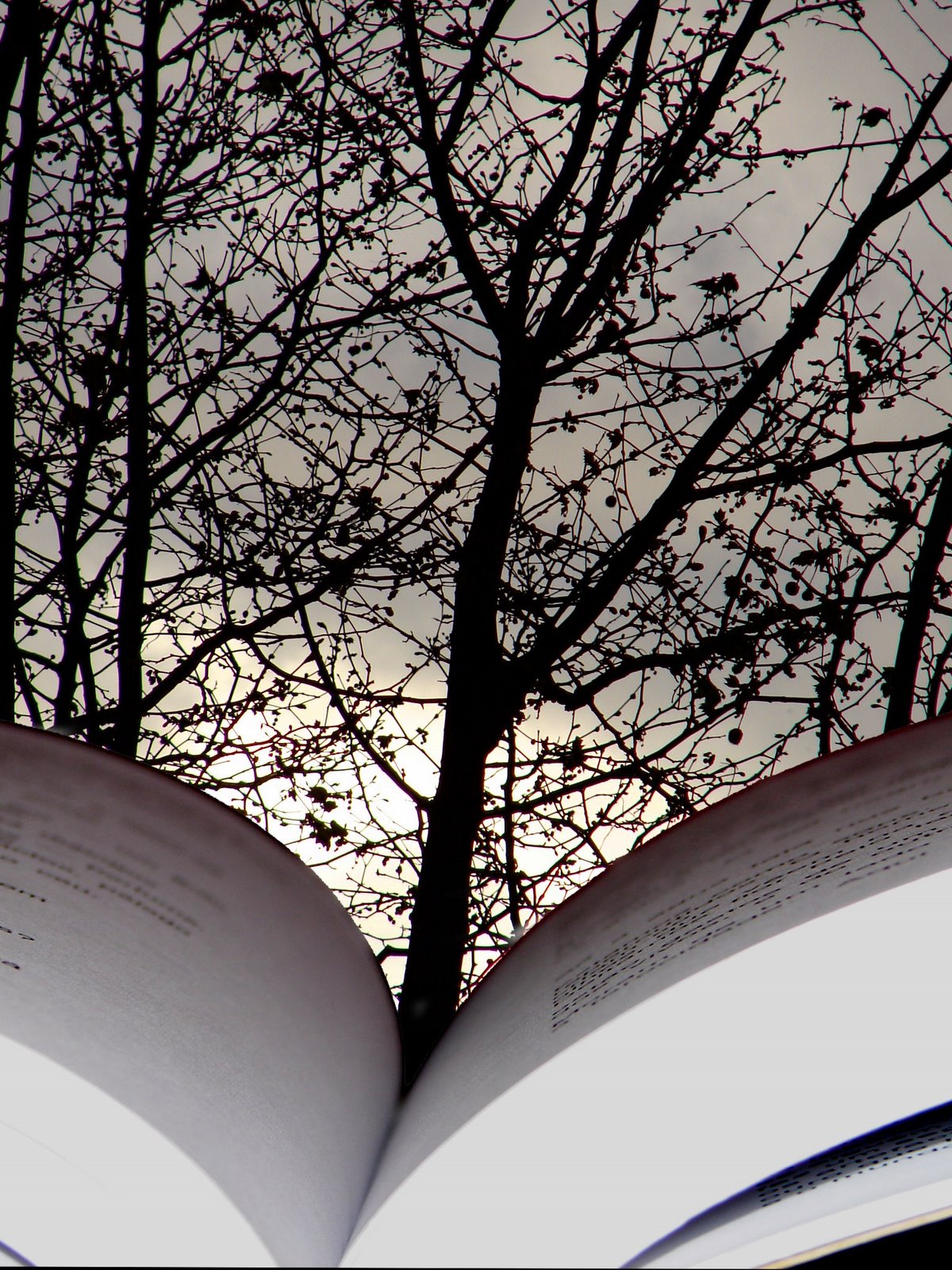 [abooktree+copy.jpg]
