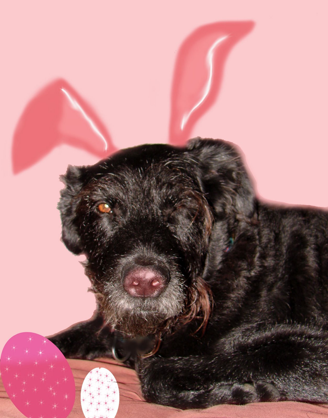 [easter_boris.jpg]