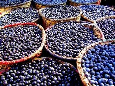 Acai Why It Is Good For You ?