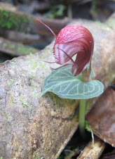 Corybas sp