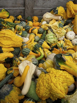 Pumpkins, Gourds and Squash