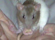 Baby Rat Eating