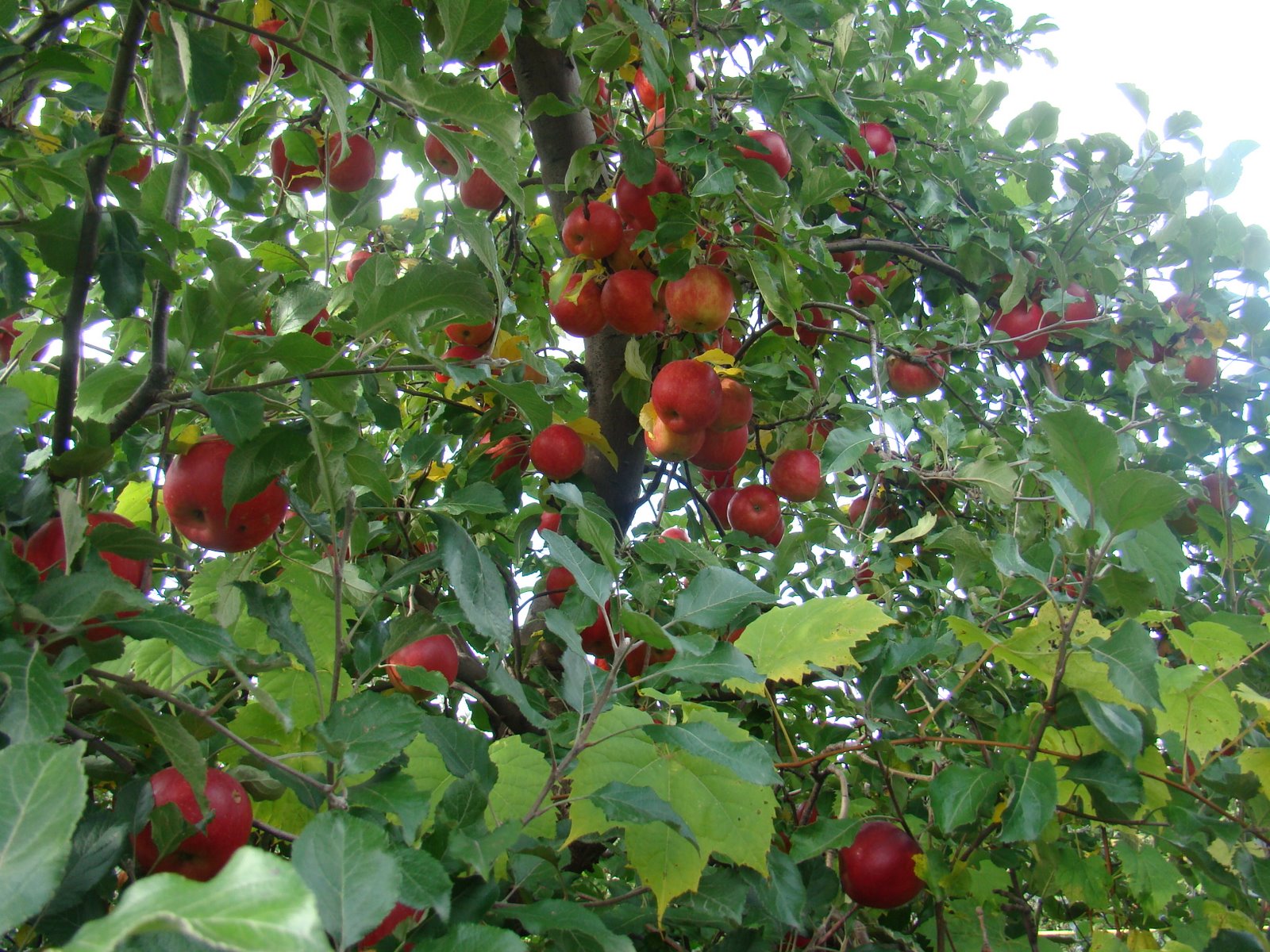 [DSC04510.JPG]