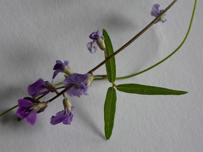 Glycine Clandestina