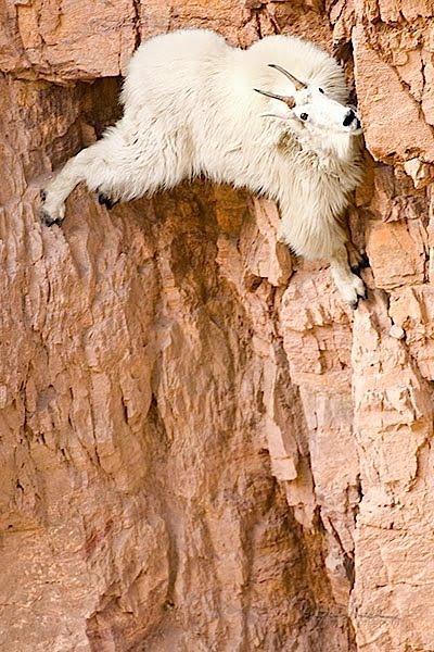 facts around us: Goats Being Crazy stunning mountain goats photography