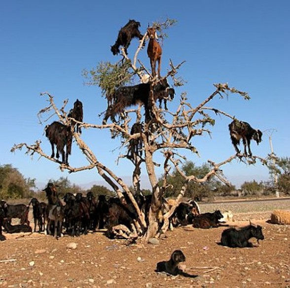 facts around us: Goats Being Crazy stunning mountain goats photography