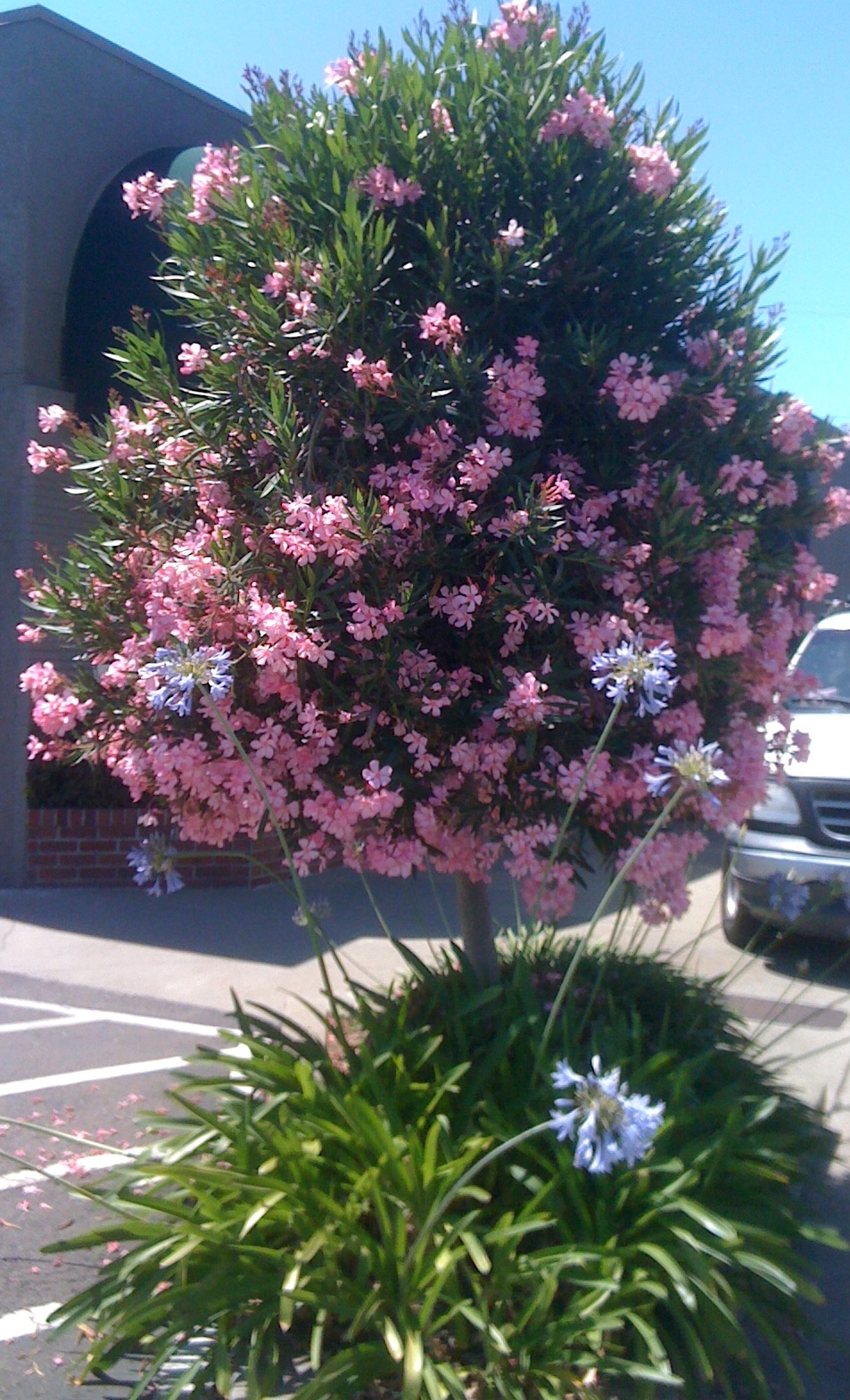 Geno's Garden Design & Coaching | : Plant I.D. Nerium Oleander