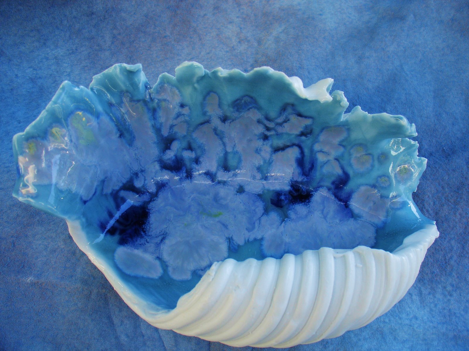 [2008+Shells+July+006.JPG]