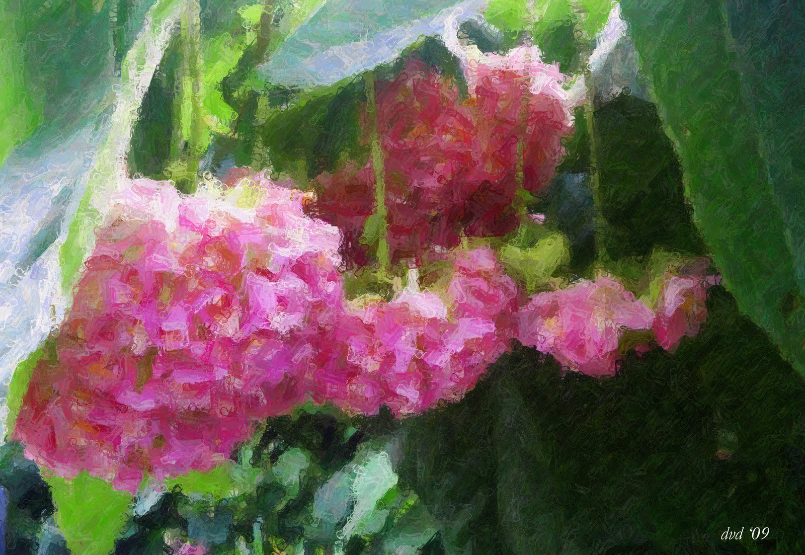 [Dombeya+Ripple+Paint.jpg]
