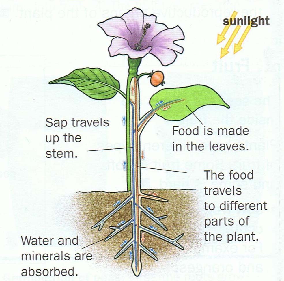 bilingual resources images and pictures sience imagen a sience project