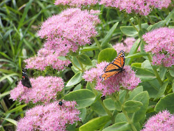 Sedum with butterfly on it