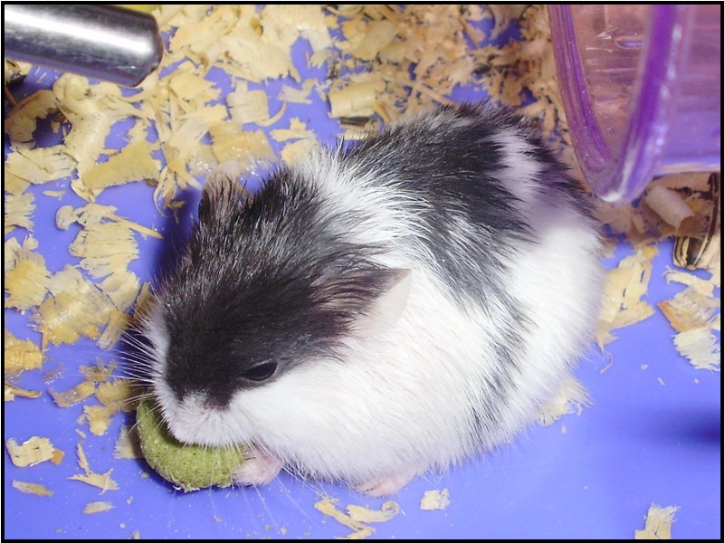 Riang Ria Bersama Hamster Makanan Hamster Riang Ria Bersama Hamster Makanan Hamster