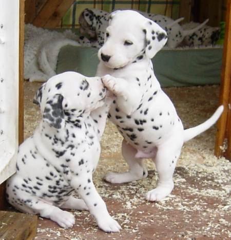 White Dalmatian Puppies