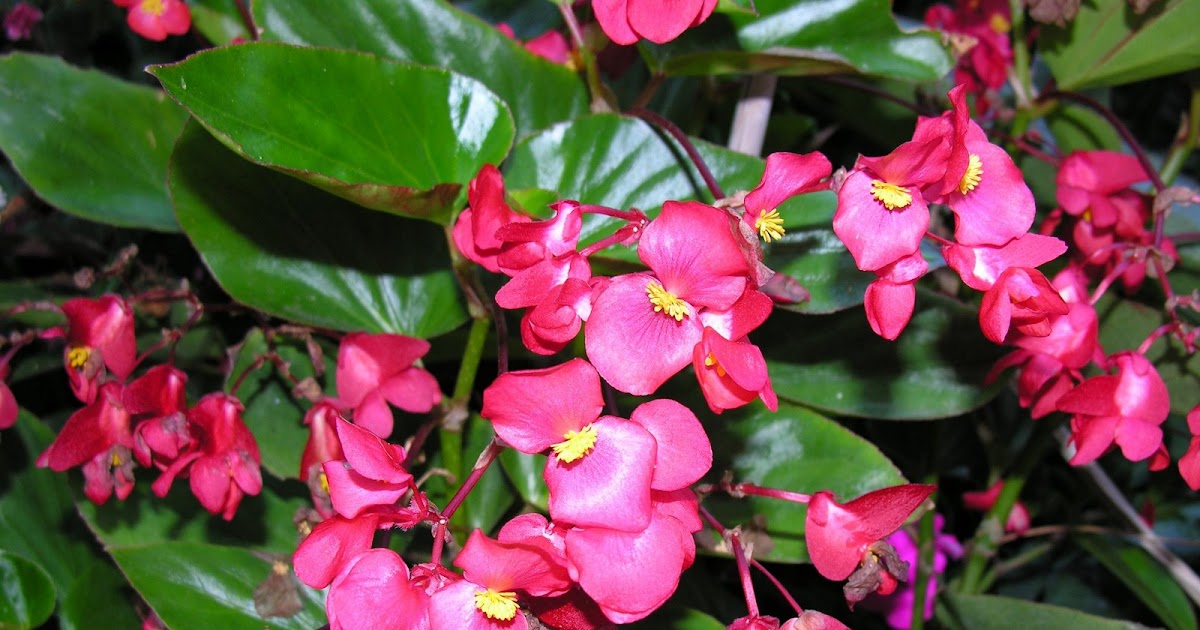 NonToxic Plants for Cats Begonia species