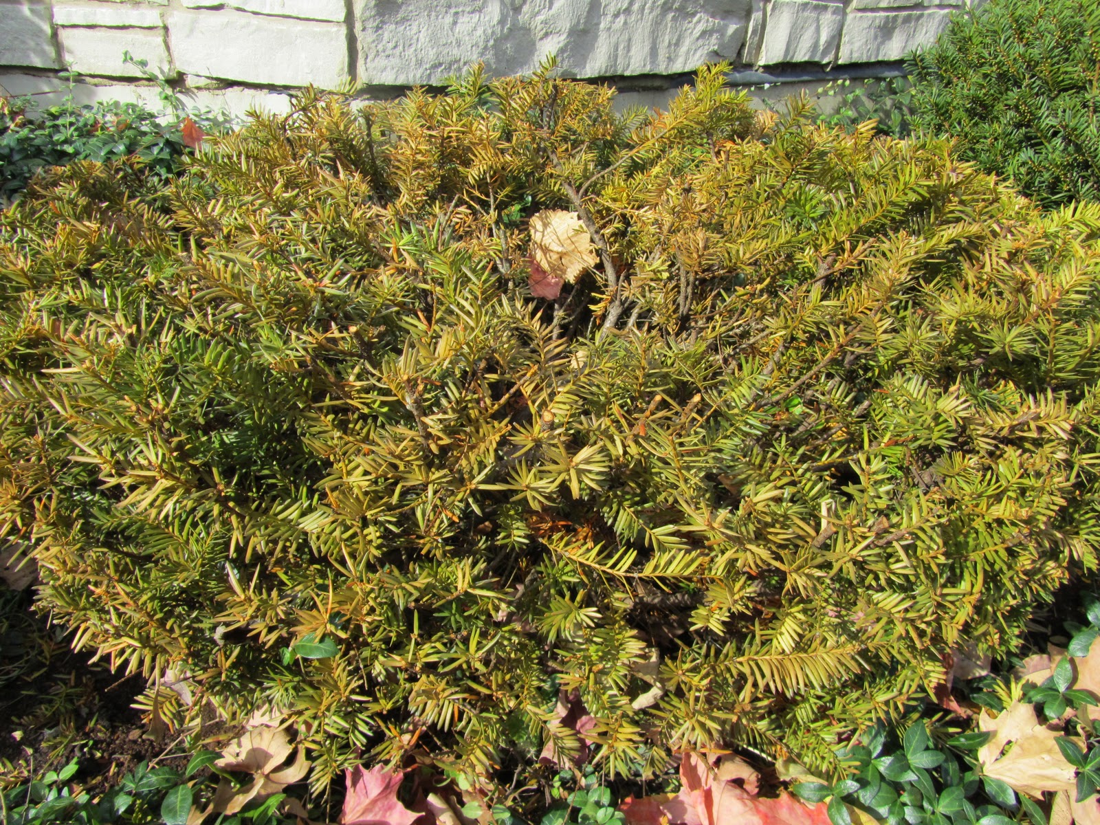 Gatsbys Gardens Nov 3, 2010