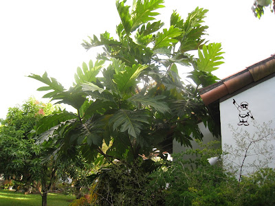 Breadfruit Tree In Coral; Breadfruit Tree In Coral. ABernardoJr. Apr 12, 11:25 AM