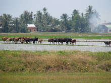 Lembu O Lembu