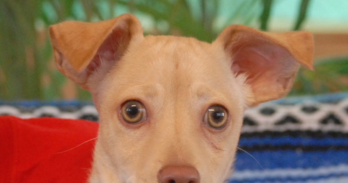 Dogs Adopted Left Behind Dogs Adopted Left Behind