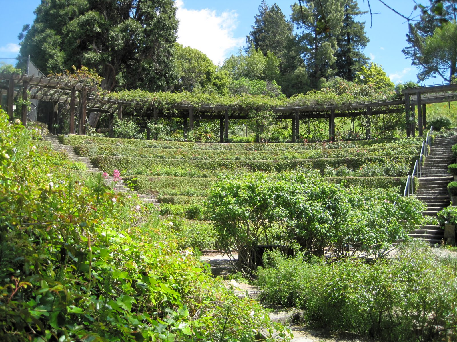 There is Joy . . . the adventure begins Berkeley Rose Garden