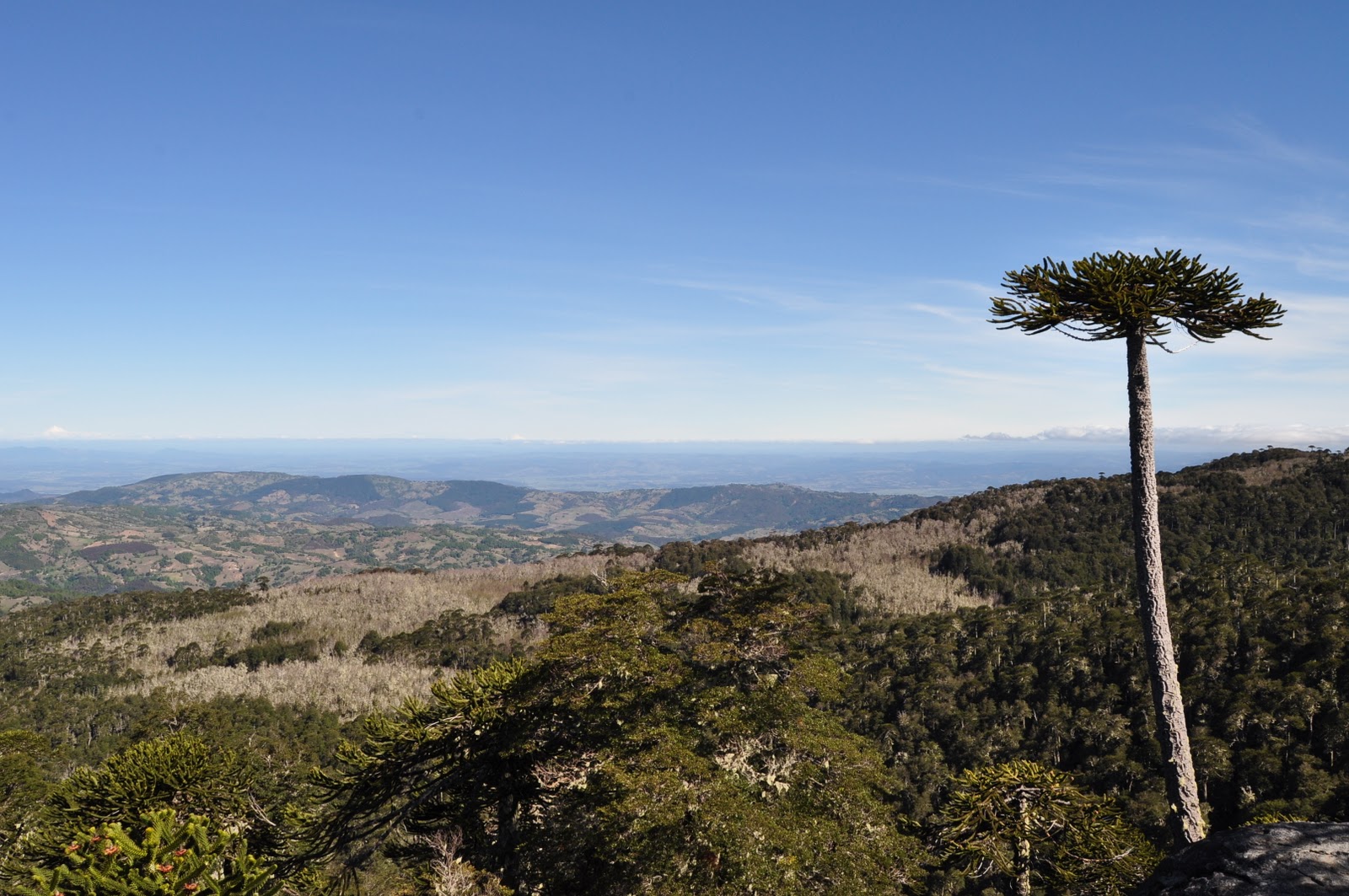 Una mirada tras el lente.... Parque Nacional Nahuelbuta Capitan Pastene
