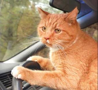 Feral Cats Abundant In South Australia Feral Cats Abundant In South Australia