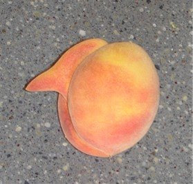 Peach Bird