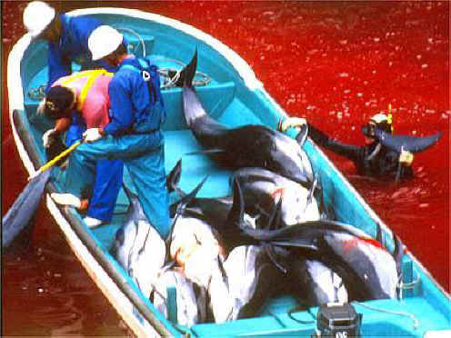 Dolphin Massacre Denmark