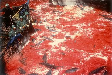 Dolphin Blood Cove