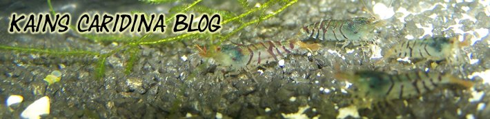 Kains Caridina Blog