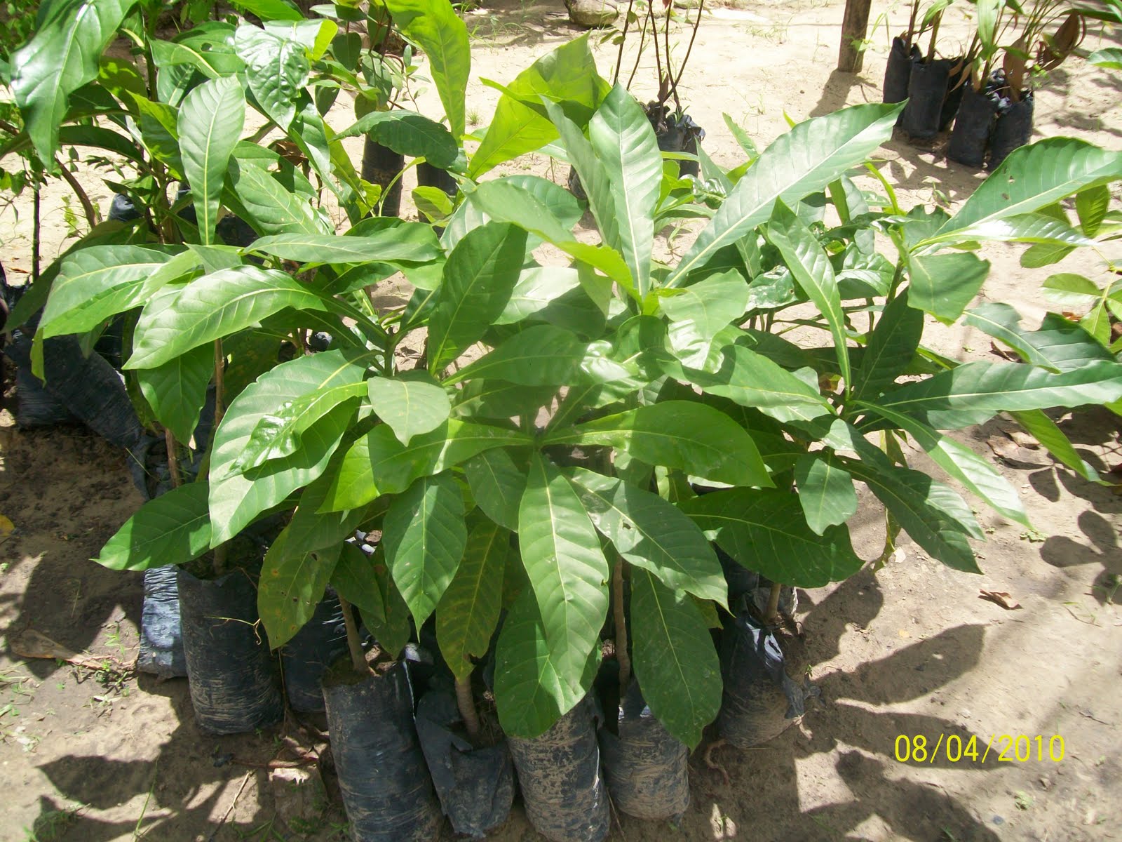 Site Cultural De EsperantinaPI O Senhor Das Plantas medicinais Site Cultural De EsperantinaPI O Senhor Das Plantas medicinais