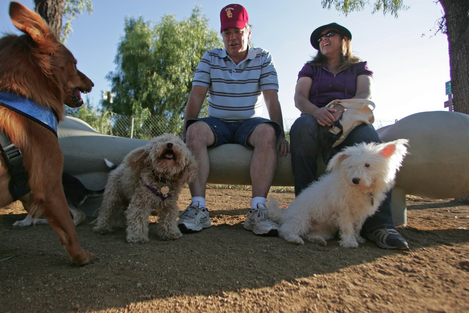 Recent Work New Dog Park in Moorpark