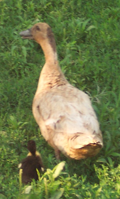 [duck-1.JPG]