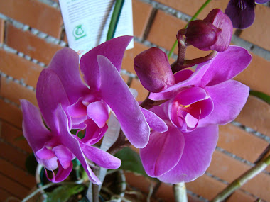 PHALAENOPSIS ROSA ESCURO