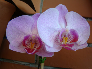 PHALAENOPSIS ROSA (primeira floraçao)