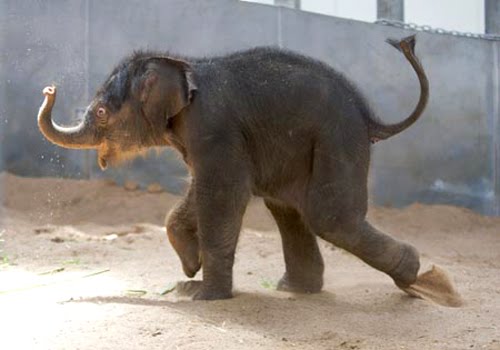 [babee+elephant+1.jpg]