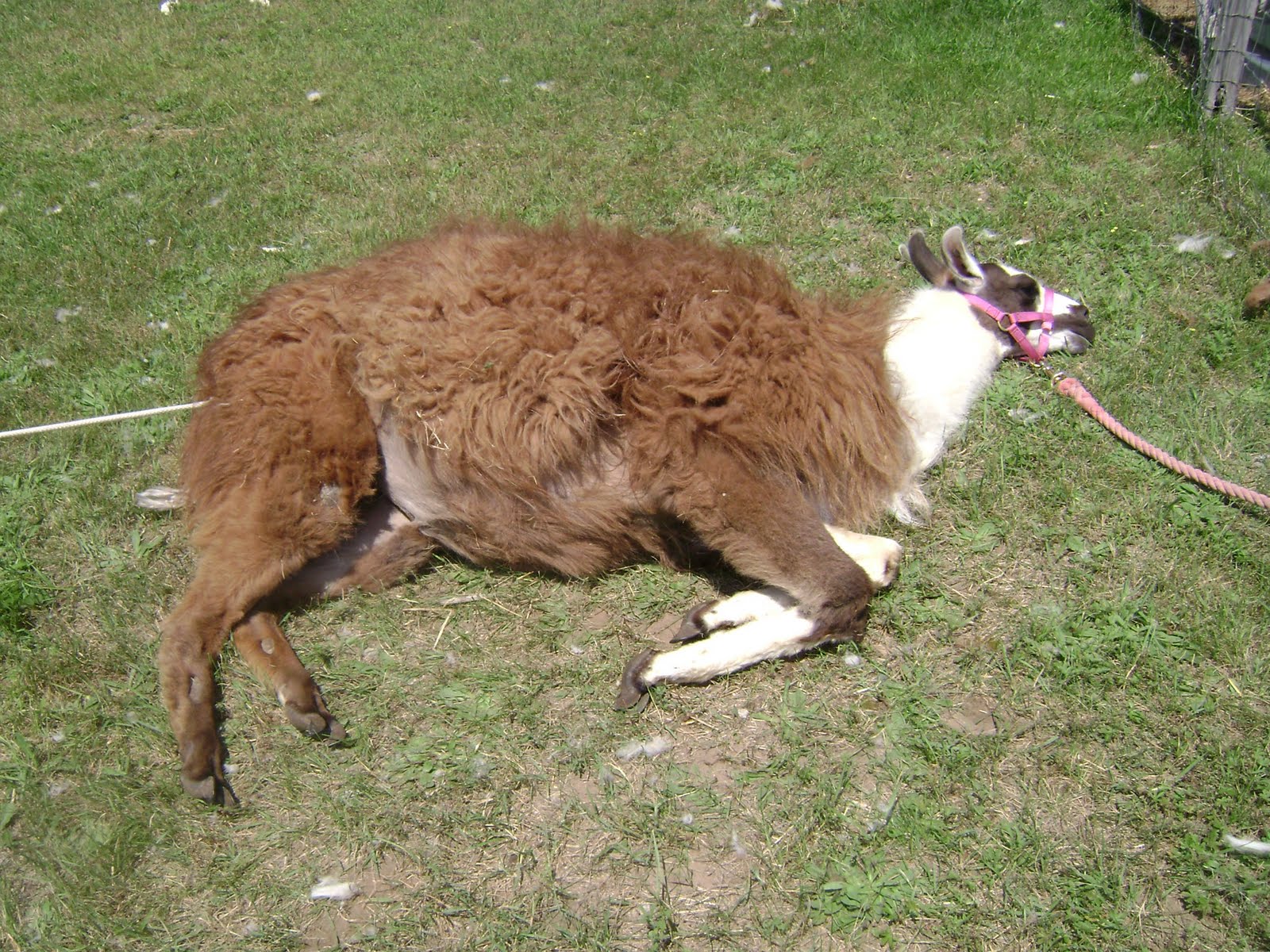 Spinners End Farm Shearing Llamas