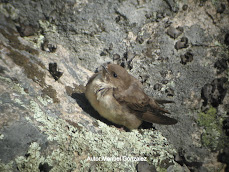 Roquero solitario (Guirle)