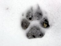 [paw+print.JPG]